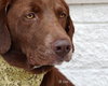 Higgins-ADOPTED 01.19.13