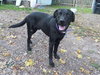 Maverick-ADOPTED 10.21.12