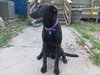 Maverick-ADOPTED 10.21.12
