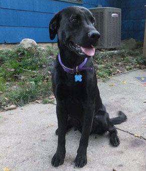 Maverick-ADOPTED 10.21.12