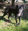 Mylow-ADOPTED 10.28.12
