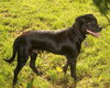 Mylow-ADOPTED 10.28.12
