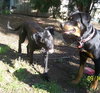 Mylow-ADOPTED 10.28.12