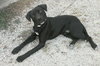 Mylow-ADOPTED 10.28.12