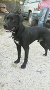 Mylow-ADOPTED 10.28.12