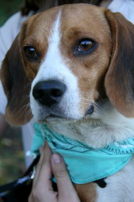 Hoover - ADOPTED 09.28.12