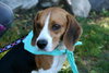 Hoover - ADOPTED 09.28.12