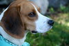 Hoover - ADOPTED 09.28.12
