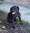 Whitney-ADOPTED 10.13.12