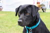 Whitney-ADOPTED 10.13.12