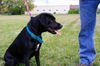 Whitney-ADOPTED 10.13.12