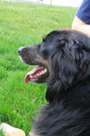 Flynn-ADOPTED 01.16.13