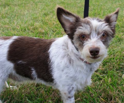 Boo Boo-ADOPTED 02.07.13
