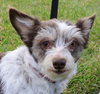 Boo Boo-ADOPTED 02.07.13