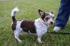 Boo Boo-ADOPTED 02.07.13