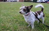 Boo Boo-ADOPTED 02.07.13