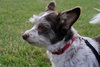 Boo Boo-ADOPTED 02.07.13