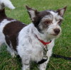 Boo Boo-ADOPTED 02.07.13