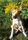 Purtie-ADOPTED 11.17.12