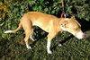 Purtie-ADOPTED 11.17.12