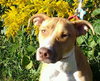 Purtie-ADOPTED 11.17.12