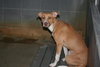 Purtie-ADOPTED 11.17.12
