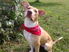 Purtie-ADOPTED 11.17.12