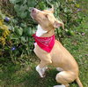 Purtie-ADOPTED 11.17.12