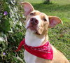 Purtie-ADOPTED 11.17.12
