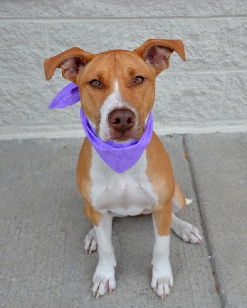 Purtie-ADOPTED 11.17.12