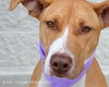 Purtie-ADOPTED 11.17.12
