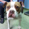 Ford-ADOPTED 03.08.13