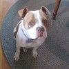 Ford-ADOPTED 03.08.13
