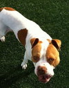 Ford-ADOPTED 03.08.13