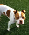 Ford-ADOPTED 03.08.13