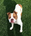 Ford-ADOPTED 03.08.13