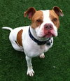 Ford-ADOPTED 03.08.13
