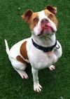 Ford-ADOPTED 03.08.13