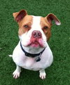 Ford-ADOPTED 03.08.13