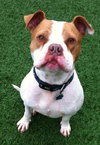 Ford-ADOPTED 03.08.13