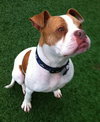 Ford-ADOPTED 03.08.13