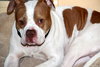 Ford-ADOPTED 03.08.13
