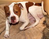 Ford-ADOPTED 03.08.13