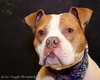 Ford-ADOPTED 03.08.13