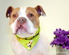 Ford-ADOPTED 03.08.13