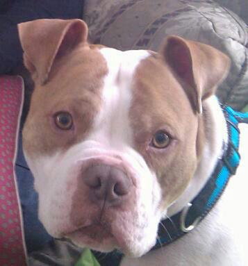 Ford-ADOPTED 03.08.13