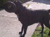 Rocky-ADOPTED 12.24.12