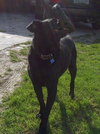 Rocky-ADOPTED 12.24.12