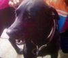 Rocky-ADOPTED 12.24.12
