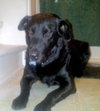 Rocky-ADOPTED 12.24.12